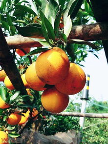 小楊家臍橙 菜壩石馬村加油站旁的新鮮水果之選